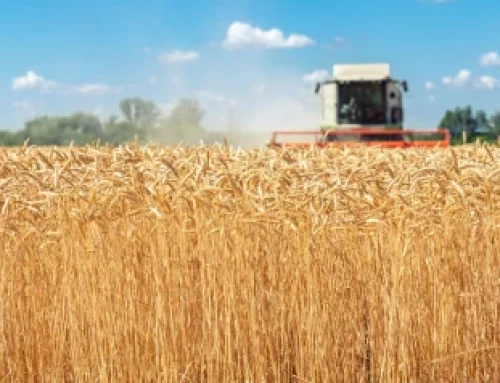 Aceves exige a la Junta ayudas directas para el sector del cereal y que deje de dar la espalda al campo segoviano